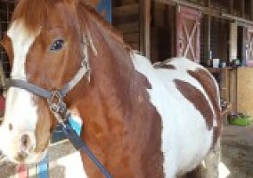 Paint (Paint, Gelding) in Jefferson, OH