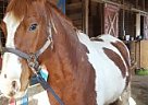 Paint - Horse for Sale in Jefferson, OH 44047