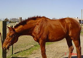 Fancy Warmblood for Sale Hanoverian Mare