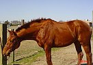 Hanoverian - Horse for Sale in Virginia Beach, VA 