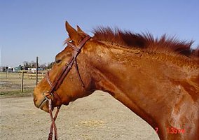 Hanoverian (Hanoverian, Mare) in Virginia Beach, VA