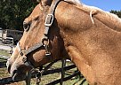 Scarlet - Mare in Lynchburg, VA Scarlet - Mare in Lynchburg, VA