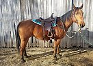 Hank - Gelding in Tabor, SD Hank - Gelding in Tabor, SD