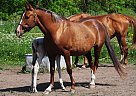 ARMA - Mare in Tallinn, ARMA - Mare in Tallinn,