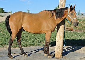 Quarter Horse (Quarter Horse, Gelding) in Helena, MT