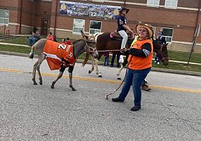 Donkey (Donkey, Mare) in Felicity, OH