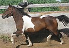 - Mare in Guelph, ON - Mare in Guelph, ON