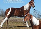 Tennessee Walking - Horse for Sale in Hustonville, KY 40437 Tennessee Walking - Horse for Sale in Hustonville, KY 40437