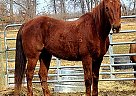 Tennessee Walking - Horse for Sale in Danville, IL 61832