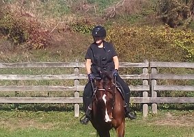 Quarter Horse (Quarter Horse, Gelding) in Hazleton, PA