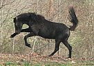 Olivia /Warlander 2 Year Filly. Friesian Mare