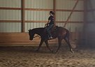 Never Skip Dreams Quarter Horse Gelding