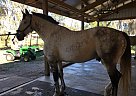Optimus Prime - Gelding in Loxahatchee Groves, FL Optimus Prime - Gelding in Loxahatchee Groves, FL