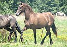 Friesian - Horse for Sale in Joplin, MO Friesian - Horse for Sale in Joplin, MO