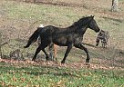 Friesian - Horse for Sale in Joplin, MO Friesian - Horse for Sale in Joplin, MO