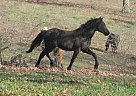 Friesian - Horse for Sale in Joplin, MO 