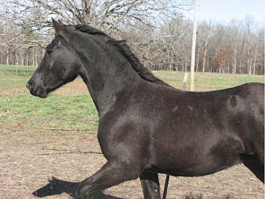 Thunder Cloud 3/4 Friesian 2 Year Geldi