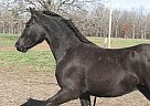 Friesian - Horse for Sale in Joplin, MO 