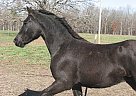 Friesian - Horse for Sale in Joplin, MO Friesian - Horse for Sale in Joplin, MO