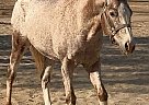 Appaloosa - Horse for Sale in Thousand Oaks, CA 91360