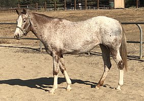 Appaloosa (Appaloosa, Mare) in Thousand Oaks, CA