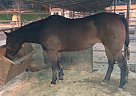 Arabian Cross Mare Needs Home Arabian Mare