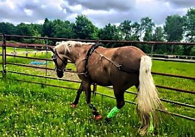 Quarter Pony (Quarter Pony, Mare) in Cambridge Springs, PA