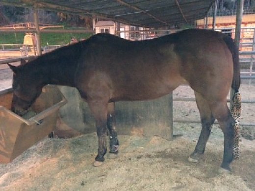 Arabian Cross Mare Needs Home