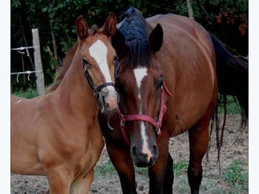 MSB Hanoverian Broodmare!