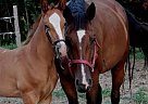 Hanoverian - Horse for Sale in Alliston, ON 