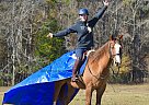 Cheerio - Gelding in Eatonton, GA Cheerio - Gelding in Eatonton, GA