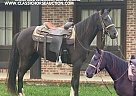 Tennessee Walking - Horse for Sale in INDEPENCE, LA 70443 Tennessee Walking - Horse for Sale in INDEPENCE, LA 70443