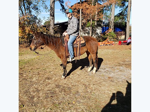 Super Sweet QH Mare