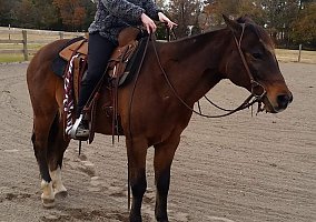 Quarter Horse (Quarter Horse, Mare) in Rocky Mount, NC