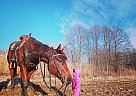 Thoroughbred - Horse for Sale in Peach Bottom, PA 17563