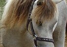 Miniature - Horse for Sale in Dundee, NY 14837