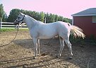 Half Arabian Mare for Sale in Zeeland, Michigan Half Arabian Mare for Sale in Zeeland, Michigan
