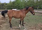 Arabian Gelding for Sale in Zeeland, Michigan MS Hustler