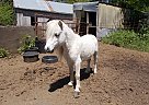 Miniature - Horse for Sale in Ames, IA 50010 Miniature - Horse for Sale in Ames, IA 50010