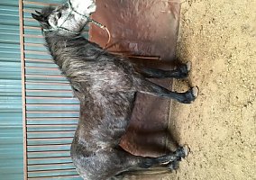 Draft (Percheron, Belgian, Clydesdale, Shire) (Draft (Percheron, Belgian, Clydesdale, Shire), Mare) in Hays, KS