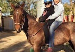 Quarter Horse (Quarter Horse, Mare) in Inver Grove Heights, MN