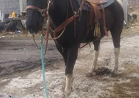 Quarter Horse (Quarter Horse, Gelding) in Fredonia, KS