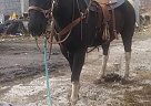 Quarter Horse - Horse for Sale in Fredonia, KS 66736