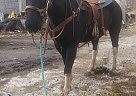 Quarter Horse - Horse for Sale in Fredonia, KS 66736 Quarter Horse - Horse for Sale in Fredonia, KS 66736