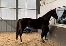 Ginger - Mare in Barrie, ON Ginger - Mare in Barrie, ON