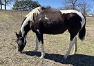 Dulce Luna - Mare in Bastrop, TX Dulce Luna - Mare in Bastrop, TX