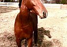 Phoenix - Gelding in Grovetown, GA Phoenix - Gelding in Grovetown, GA