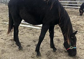 Arabian (Arabian, Mare) in Canal Winchester, OH