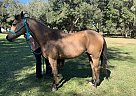 Half Arabian - Horse for Sale in Sorrento, FL 32776
