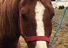 Saddlebred - Horse for Sale in Oceana, WV 24870